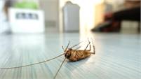 Olathe Pest Control Olathe Pest Control